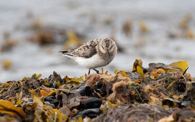 Sanderling (Calidris alba)