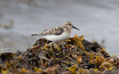 Sanderling (Calidris alba)