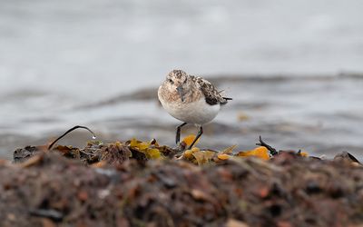 Sanderling (Calidris alba)