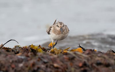 Sanderling (Calidris alba)