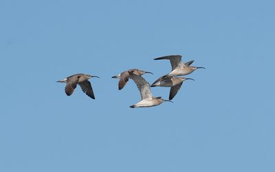 Eurasian whimbrel (Numenius phaeopus)