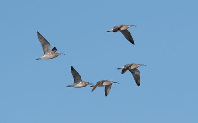 Eurasian whimbrel (Numenius phaeopus)