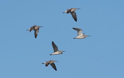 Eurasian whimbrel (Numenius phaeopus)