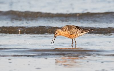 Curlew sandpiper (Calidris ferruginea)
