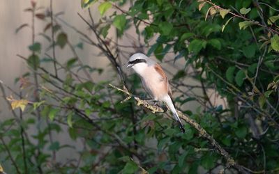 Red-backed shrike (Lanius collurio)