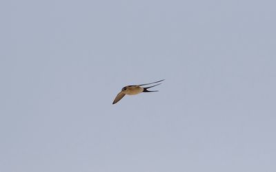Red-rumped swallow (Cecropis daurica)