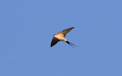Red-rumped swallow (Cecropis daurica)