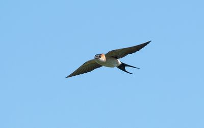 Red-rumped swallow (Cecropis daurica)