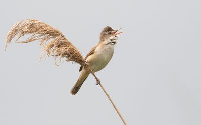 Great reed warbler (Acrocephalus arundinaceus)