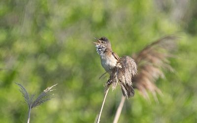 Great reed warbler (Acrocephalus arundinaceus)
