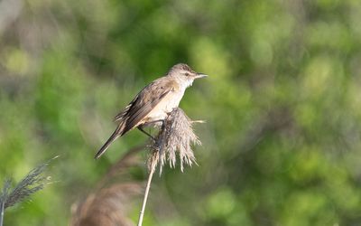 Great reed warbler