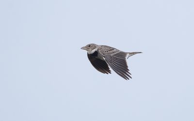 Calandra lark (Melanocorypha calandra)