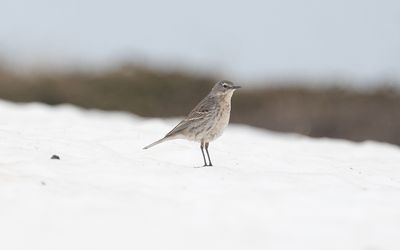 Water pipit (Anthus spinoletta spinoletta)