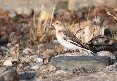 Snow bunting