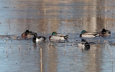 Ring-necked duck (Aythya collaris)