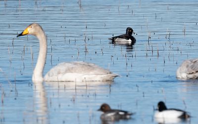 Ring-necked duck (Aythya collaris)