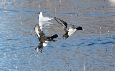 Ring-necked duck (Aythya collaris)
