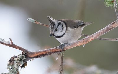 European crested tit (Lophophanes cristatus)