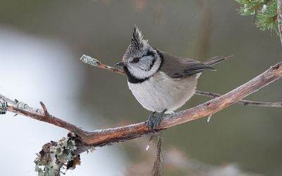 European crested tit (Lophophanes cristatus)