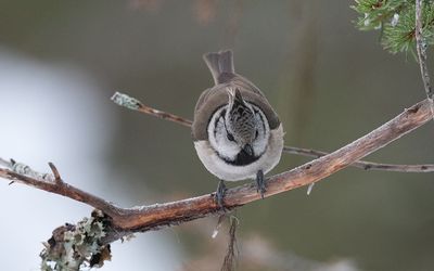 European crested tit