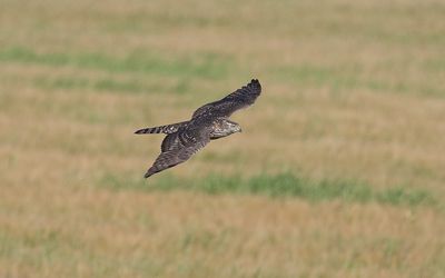 Northern goshawk (Accipiter gentilis)