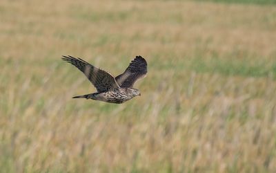 Northern goshawk (Accipiter gentilis)
