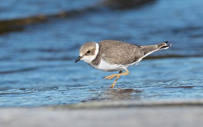 Little ringed plover (Charadrius dubius)