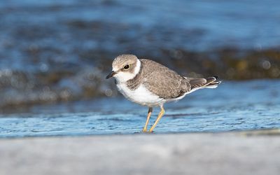 Little ringed plover (Charadrius dubius)