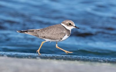 Little ringed plover