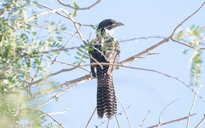 Asian koel (Eudynamys scolopaceus)