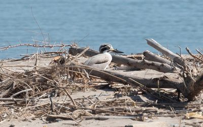 Great stone-curlew (Esacus recurvirostris)