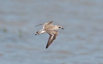 Tibetan sand plover (Anarhynchus atrifrons)