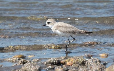 Tibetan sand plover (Anarhynchus atrifrons)