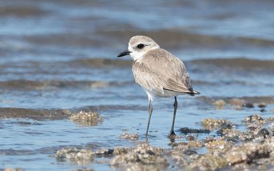 Tibetan sand plover (Anarhynchus atrifrons)