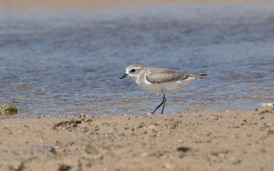 Tibetan sand plover (Anarhynchus atrifrons)