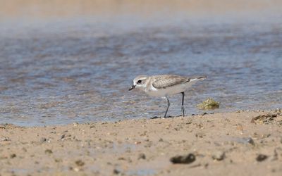 Tibetan sand plover (Anarhynchus atrifrons)