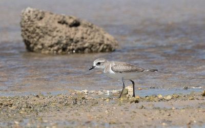 Tibetan sand plover (Anarhynchus atrifrons)