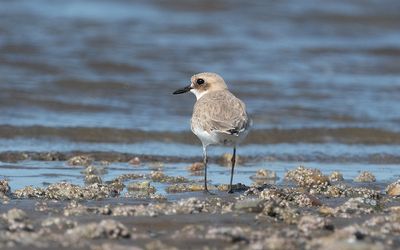 Greater sand plover (Charadrius leschenaultii)