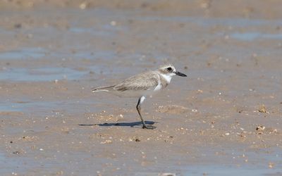 Greater sand plover (Charadrius leschenaultii)