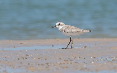 Greater sand plover (Charadrius leschenaultii)