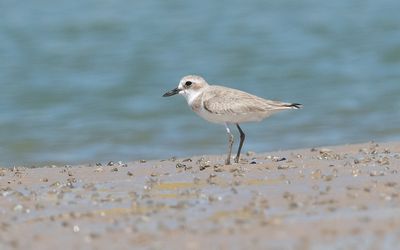 Greater sand plover (Charadrius leschenaultii)