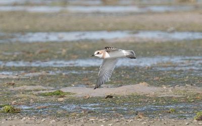 Greater sand plover (Charadrius leschenaultii)