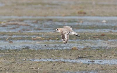 Greater sand plover (Charadrius leschenaultii)