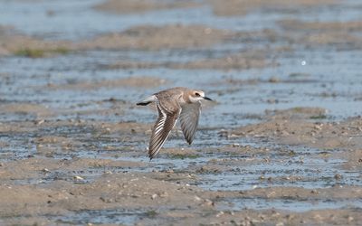Greater sand plover