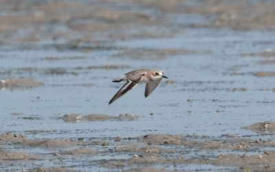 Greater sand plover (Charadrius leschenaultii)