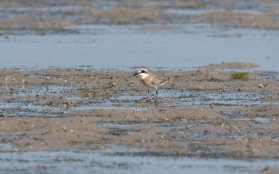 Greater sand plover (Charadrius leschenaultii)