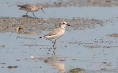 Greater sand plover (Charadrius leschenaultii)