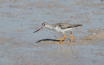 Terek sandpiper
