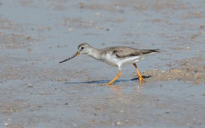 Terek sandpiper (Xenus cinereus)