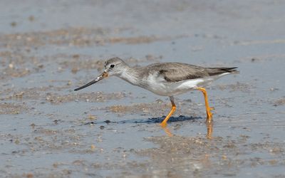 Terek sandpiper (Xenus cinereus)